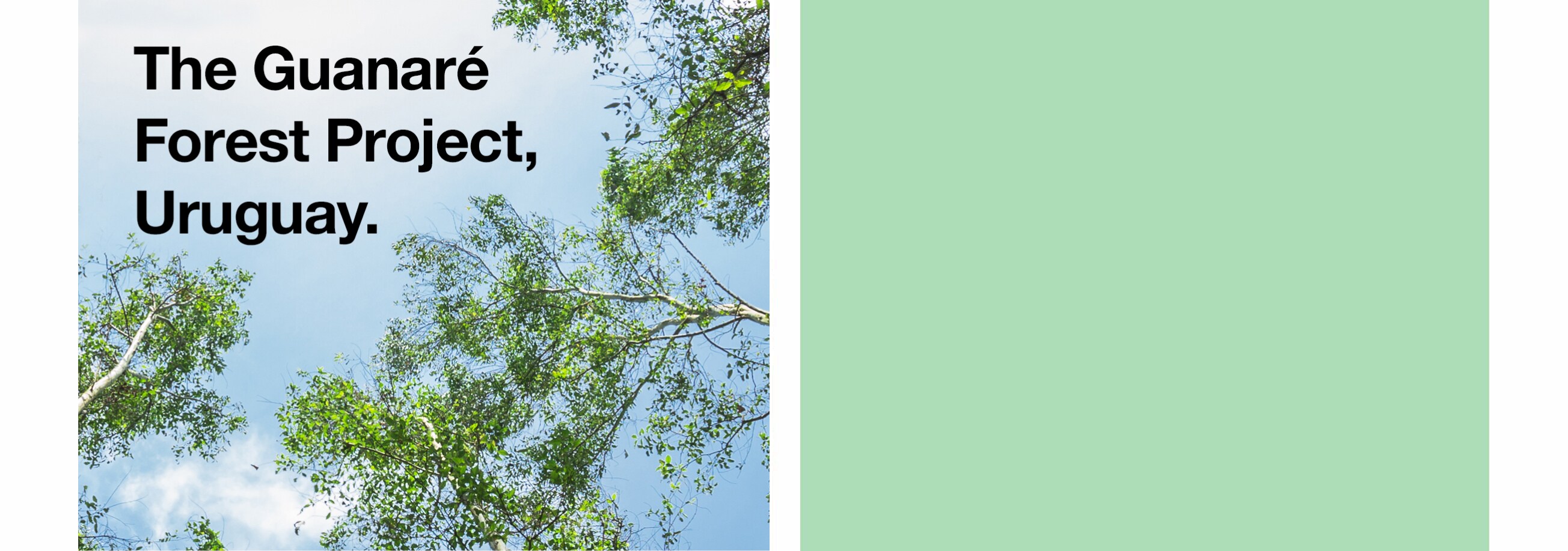 The Guanaré Forest Project, Uruguay